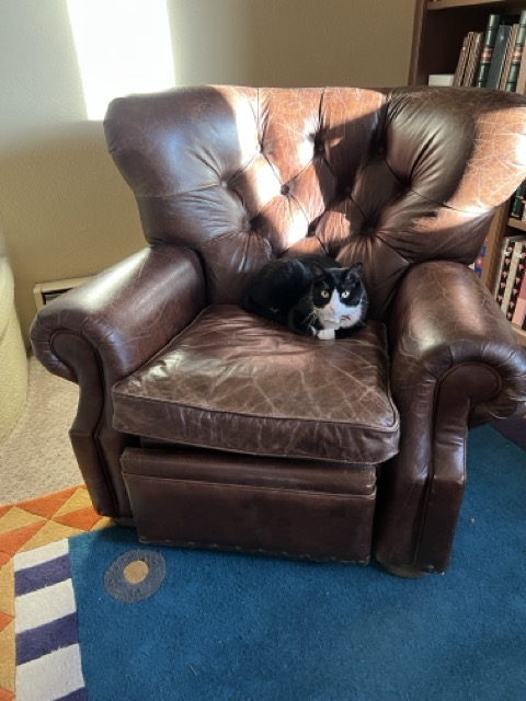 A cat in a chair